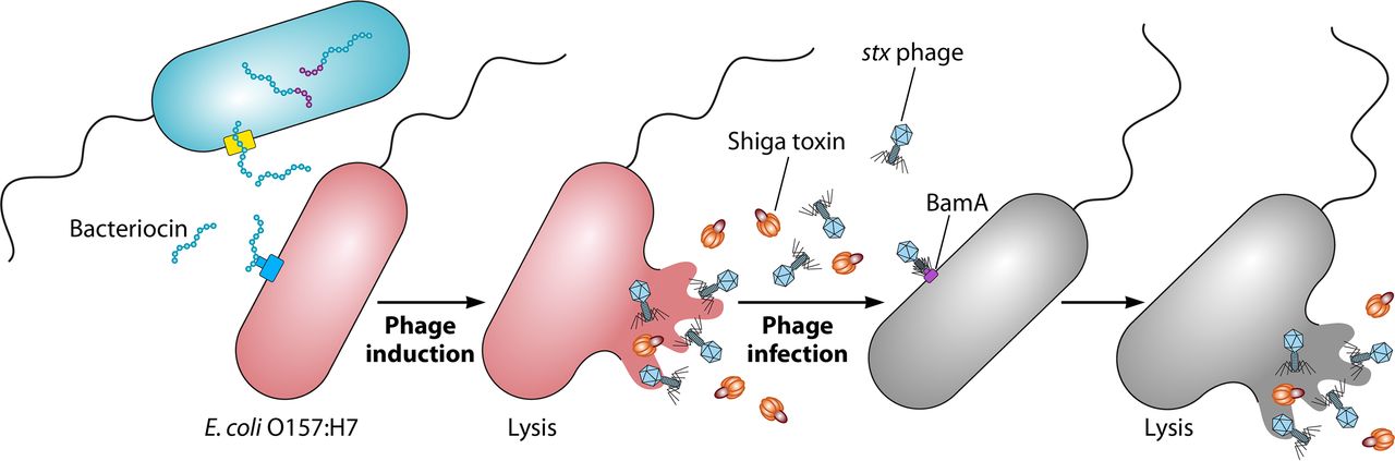 A Toxic Environment A Growing Understanding Of How Microbial